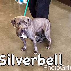 Thumbnail photo of Silverbell-URGENT #4
