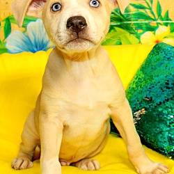 Thumbnail photo of Twinkie Dink~adopted! #3