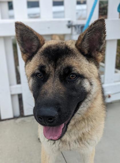 Huntington Beach, CA - Akita/Shepherd (Unknown Type). Meet ADDY a Pet