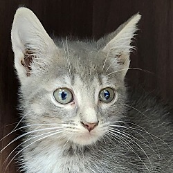 Photo of Tippy