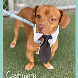 Thumbnail photo of CASHMERE #2