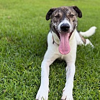 adopt a pet