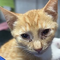 adopt-pet