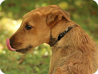 irish terrier adoption