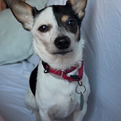 Potato, Chihuahua Jack Russell Terrier
