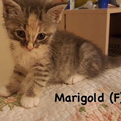 Thumbnail photo of Marigold #1