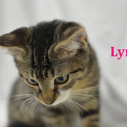 Thumbnail photo of Lynx #1