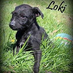 Thumbnail photo of Loki ~ meet me! #2