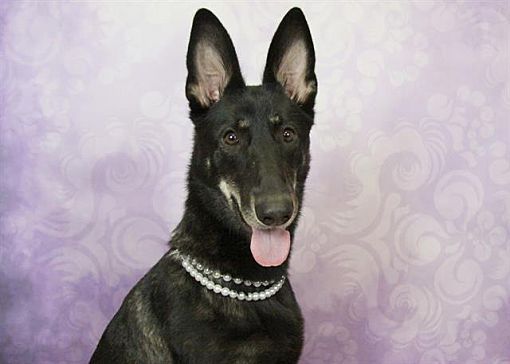 Kelpie store malinois mix