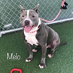 Thumbnail photo of MELO #3