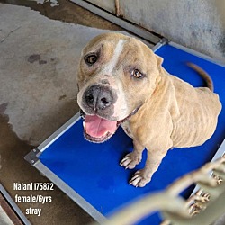 Photo of Nalani