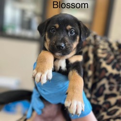 Photo of Blossum