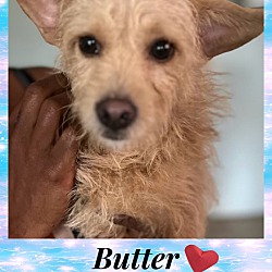 Photo of BUTTER – 2 YEAR MALE TERRIER