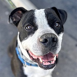 Photo of Rocko - Adopt Me!