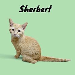 Thumbnail photo of Sherbert #2