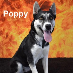 Thumbnail photo of Poppy #1