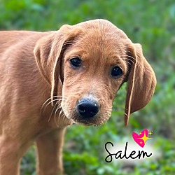 Thumbnail photo of Salem #1