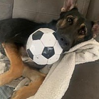 adopt a pet