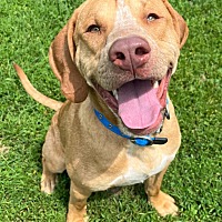 adopt a pet