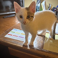 adopt-pet