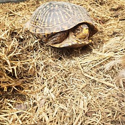 Photo of *W030 box turtle (SL)