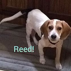 Thumbnail photo of Reed #1