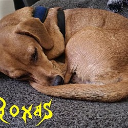 Photo of Roxas