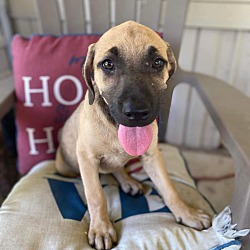 Mountain cur beagle sales mix