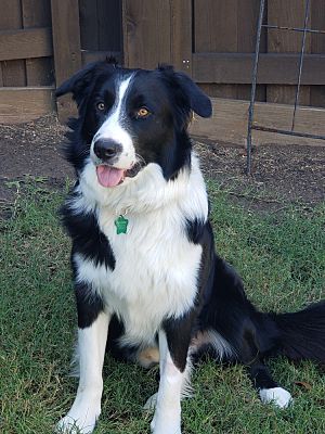 Prosper, TX - Border Collie. Meet Chip a Pet for Adoption - AdoptaPet.com