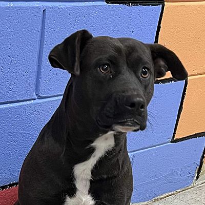 Seabrook, NH - Labrador Retriever/Mixed Breed (Medium). Meet Shiloh ...