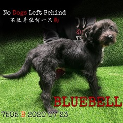 Thumbnail photo of Bluebell 7505 #2