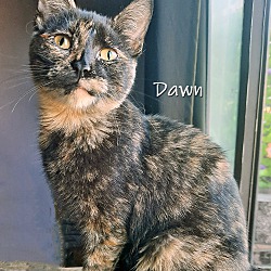 Thumbnail photo of Dawn #3