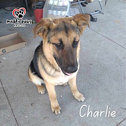 Thumbnail photo of Charlie (Courtesy Post) #3