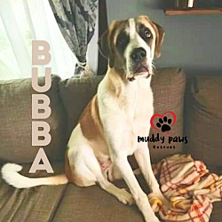 Thumbnail photo of Bubba (Courtesy Post) #3