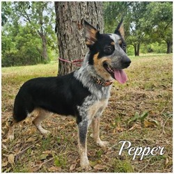 Thumbnail photo of Pepper #1