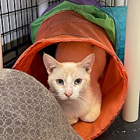adopt a pet