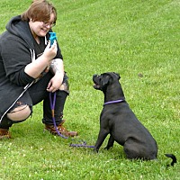 adopt a pet