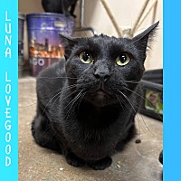 adopt-pet