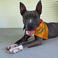 adopt a pet