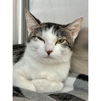 adopt-pet