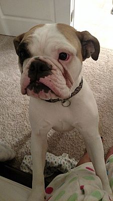 Columbus, OH - English Bulldog. Meet Tillie a Pet for Adoption ...