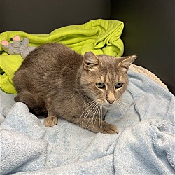 Photo of Luke (adult male charmer)