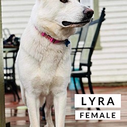 Thumbnail photo of Lyra #4