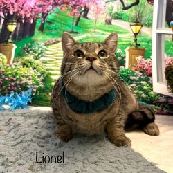 Thumbnail photo of Lionel #1