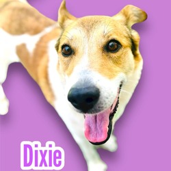 Photo of Dixie