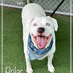 Thumbnail photo of POLAR #3