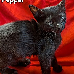 Thumbnail photo of Pepper #2