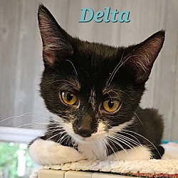 Thumbnail photo of Delta #2