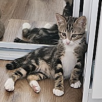 adopt a pet