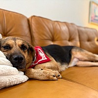 adopt a pet